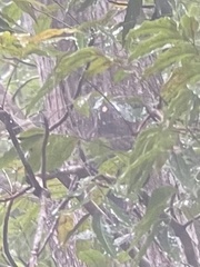 Cynocephalus volans