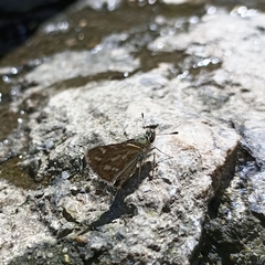Taractrocera danna