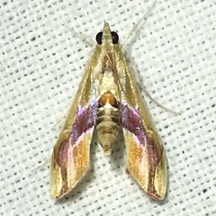 Agathodes monstralis