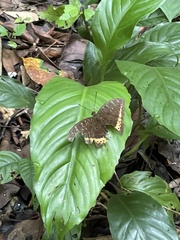 Lexias panopus