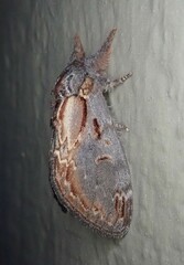 Notodonta scitipennis