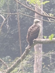 Spilornis holospilus