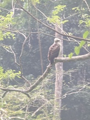 Spilornis holospilus