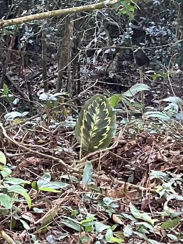 Goeppertia pseudoveitchiana, photograph 3