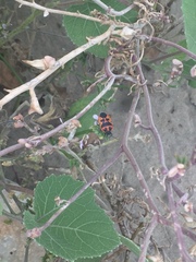 Eurydema spectabilis