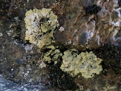 Lepraria membranacea