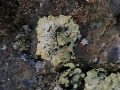 Lepraria membranacea