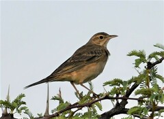Anthus vaalensis