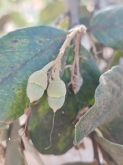Styrax ferrugineus