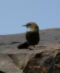 Euryptila subcinnamomea