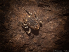 Poropterus bisignatus