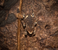 Poropterus bisignatus