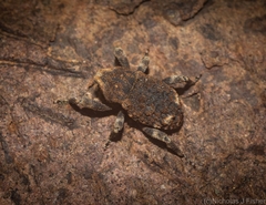 Poropterus bisignatus