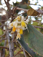 Styrax ferrugineus