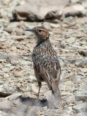 Certhilauda subcoronata