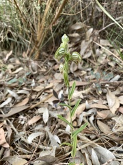 Pterostylis vittata