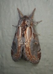Notodonta scitipennis