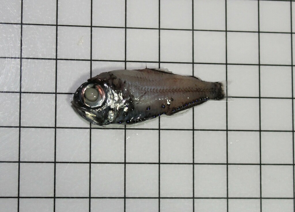 Electric Lantern Fish