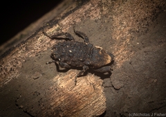 Poropterus variabilis