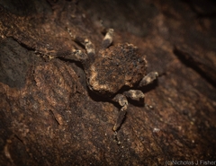 Poropterus bisignatus