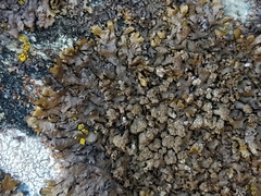 Xanthoparmelia loxodes