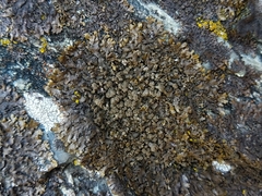 Xanthoparmelia loxodes