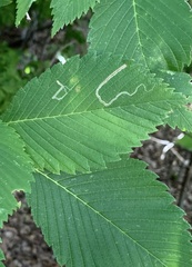 Stigmella apicialbella