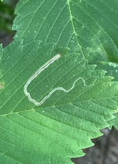 Stigmella apicialbella