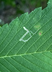 Stigmella apicialbella