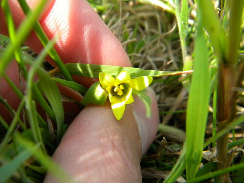 Romulea flava