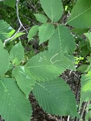 Stigmella apicialbella