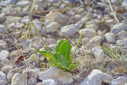 Image of Asclepias scaposa by (c) Michelle W. （鍾偉瑋）, some rights reserved (CC BY)