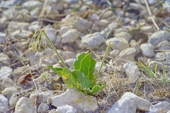Asclepias scaposa