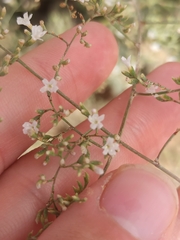 Limonium cossonianum