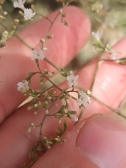 Limonium cossonianum