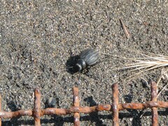 Pimelia bipunctata papii