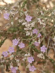 Limonium cossonianum