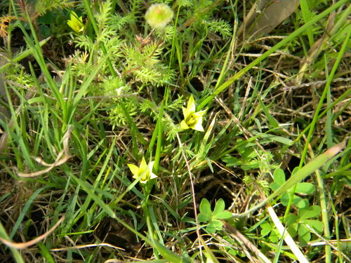 Romulea flava