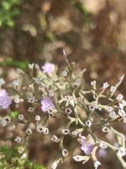 Limonium cossonianum