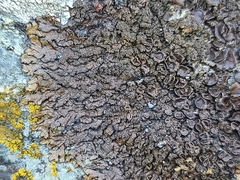 Xanthoparmelia verruculifera