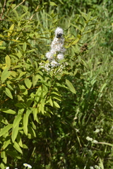Spiraea × rosalba