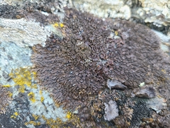 Xanthoparmelia verruculifera