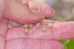 Asclepias scaposa