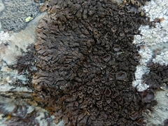 Xanthoparmelia verruculifera