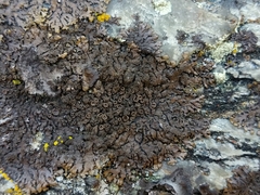 Xanthoparmelia verruculifera