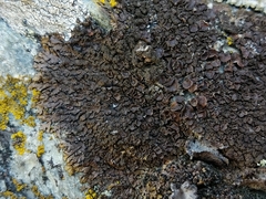 Xanthoparmelia verruculifera