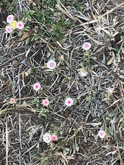 Helichrysum argyrosphaerum