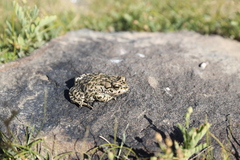Bufotes pewzowi