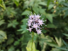 Saussurea parviflora