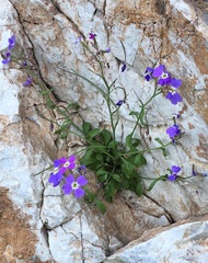 Malcolmia maritima